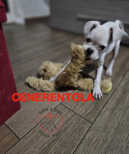 Cenerentola cucciola di boxer di 2 mesi in adozione Foto 3